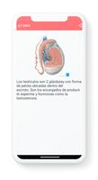 Anatomia del Pene-poster