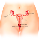 Vaginal Anatomy APK