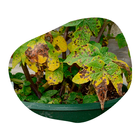 Plant Diseases icon