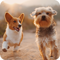 Dog Wallpaper