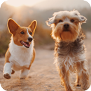 Dog Wallpaper APK