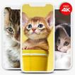 Kitten Wallpapers HD Offline icono