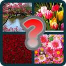 4 pictures 1 word APK