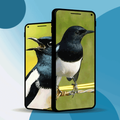 Kacer Bird Wallpeper