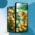 Longan Fruit Wallpaper