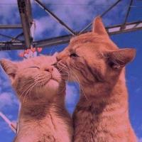 Cute cats beautiful Wallpaper captura de pantalla 3