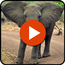 Animal Sounds And Pictures APK