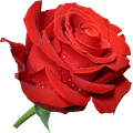 Flowers Images