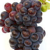 Fonds d'écran Grapes Fruits HD icône