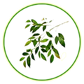 Olive TAS