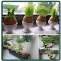 How To Grow Crops