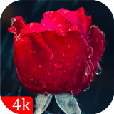 Rose Wallpapers icon