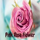 Pink Rose Flower icon