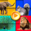 Animals puzzles - photo jigsaw