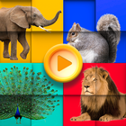 Animals иконка