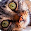 Cat purr therapy jigsaw puzzle