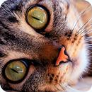 Cat purr therapy jigsaw puzzle APK