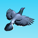 Pigeon Tycoon APK
