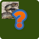 Guess Animal Name APK