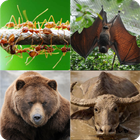 Guess 45 Animal Name иконка