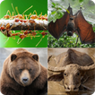 Guess 45 Animal Name