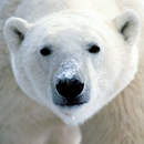 Save the Arctic!! LWP FREE APK