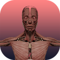 AR Anatomy