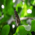 Butterfly HD Wallpaper app