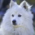 Dog HD Wallpaper