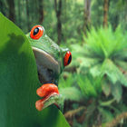 Jump Little Frog icône