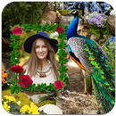 Peacock Photo Frames APK