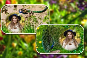 Peacock Photo Frames Plakat