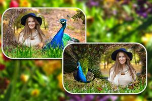 Peacock Photo Frames स्क्रीनशॉट 2