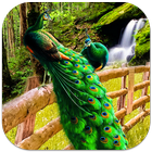Icona Peacock Live Wallpaper