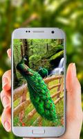 1 Schermata Peacock Live Wallpaper