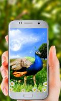 3 Schermata Peacock Live Wallpaper