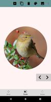 MyPhotoCollage ảnh chụp màn hình 2