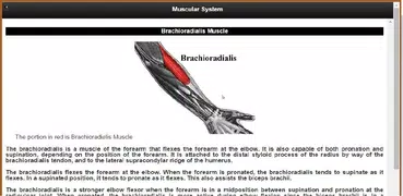 Muscular System(Anatomy)