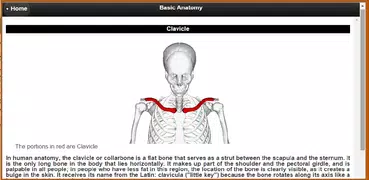Skeletal System (Anatomy)