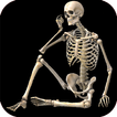 Skeletal System (Anatomy)