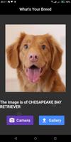 What's Your Breed : Offline Dog Breed Classifier تصوير الشاشة 1