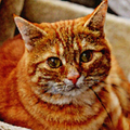 ”Deborata Cat Wallpapers HD