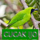 Master Kicau Cucak Ijo APK