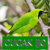 Master Kicau Cucak Ijo ícone