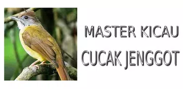 Master Kicau Cucak Jenggot