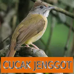 Master Kicau Cucak Jenggot XAPK 下載