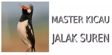 Master Kicau Jalak Suren