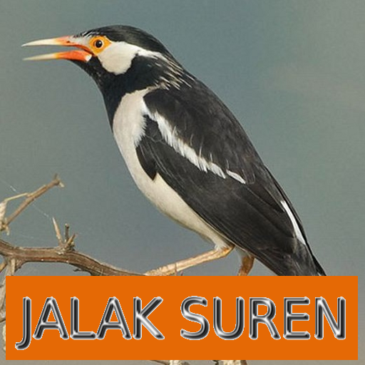 Master Kicau Jalak Suren