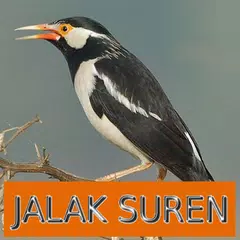 download Master Kicau Jalak Suren XAPK