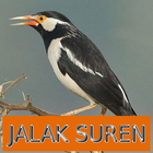 Master Kicau Jalak Suren biểu tượng